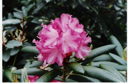 Rhodo Emanuela